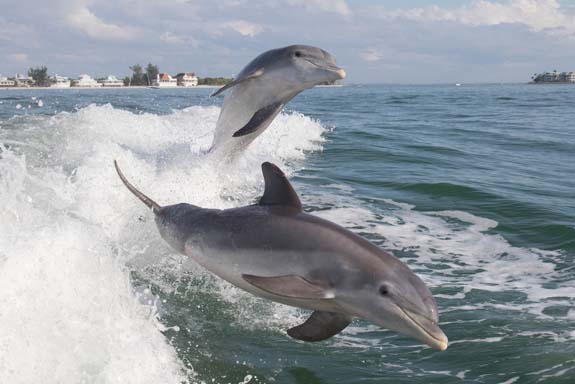 Dolphins Playing in the wake