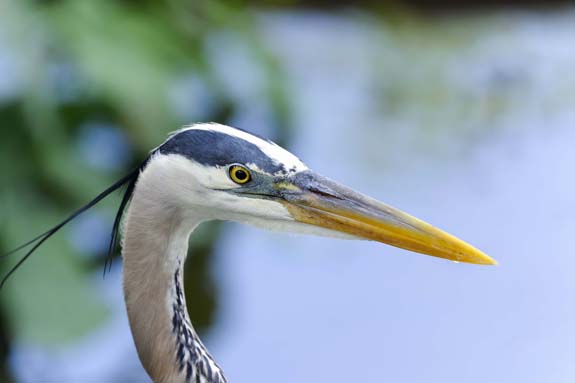 Heron