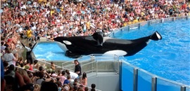 Seaworld, Orlando Seaworld, Orlando. Seaworld, Orlando