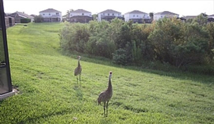 With friendly neighbours. *Villamagic* in The Sanctuary At Westhaven, Davenport, Orlando