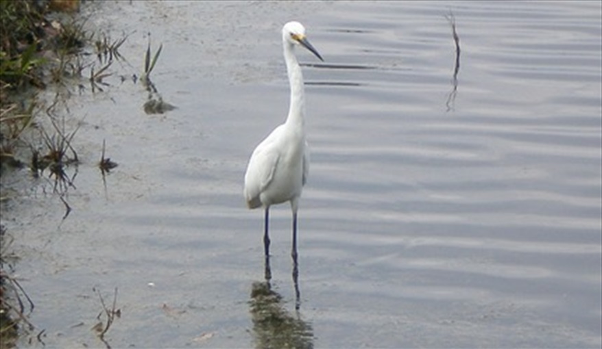 Wildlife down by the lake at rear of villa. FLORIDA HOME in Pine Chase Estates, St Cloud, Gulf Coast