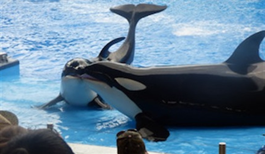 Sea World 20 minutes away. Doral Woods Secluded Florida Villa Updated June 2023 in Doral Woods, Kissimmee, Orlando