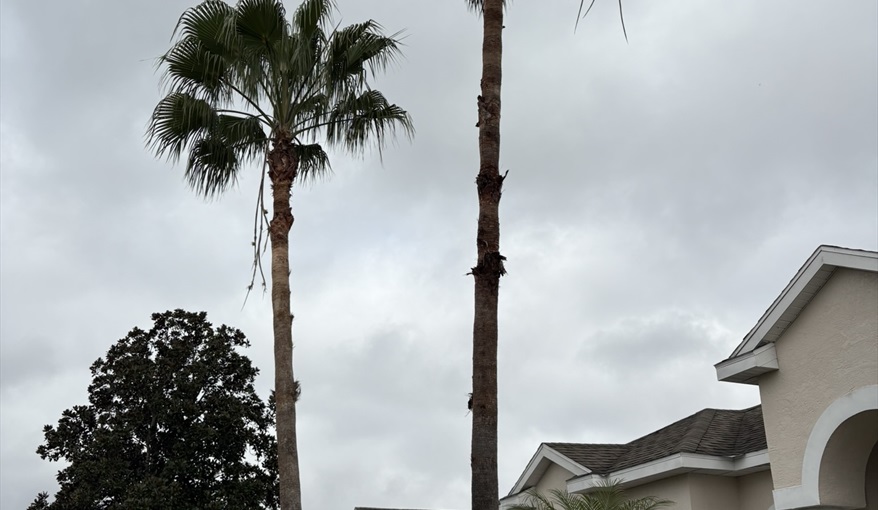 Villa Highlands Retreat - A stunning luxury home on a golf development  in Highlands Reserve, Davenport, Orlando