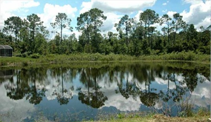 view of lake & conservation area from pool deck. SOUTH PALMS in Bridgewater Crossing, Davenport, Orlando