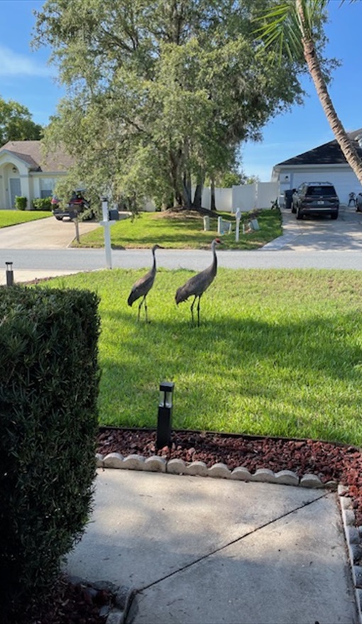 Regular Visitors. Ourfloridadream at Sunridge Woods, Davenport in Sunridge Woods, Davenport, Orlando