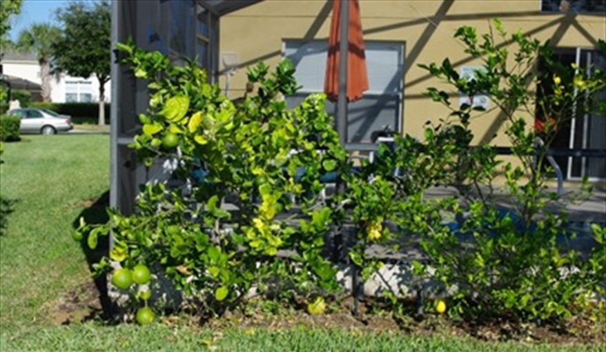 lemon and grapefruit trees. Doorway to Disney in Emerald Island Resort, Kissimmee, Orlando