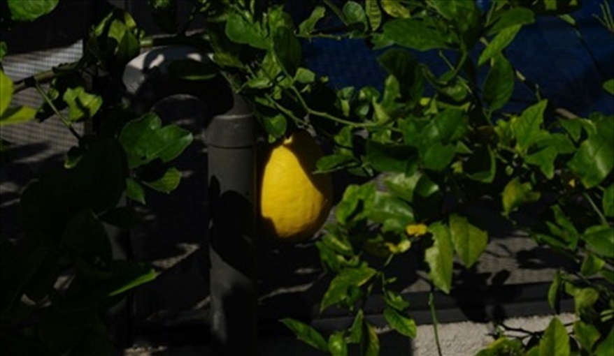 lemon gowing at the villa. Doorway to Disney in Emerald Island Resort, Kissimmee, Orlando