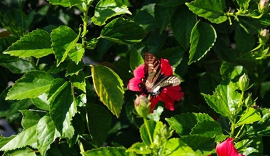 Butterfly on the Hibiscus hedge. Doorway to Disney in Emerald Island Resort, Kissimmee, Orlando