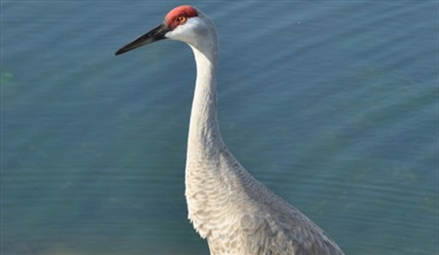 A Crane Visitor To Our Lake. Lakeside Villa in Crescent Lakes, Kissimmee, Orlando