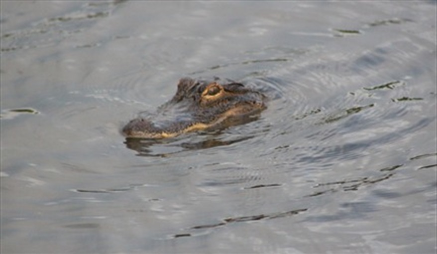 This Is The Alligator We Have Named Rosie In Our Lake. Lakeside Villa in Crescent Lakes, Kissimmee, Orlando