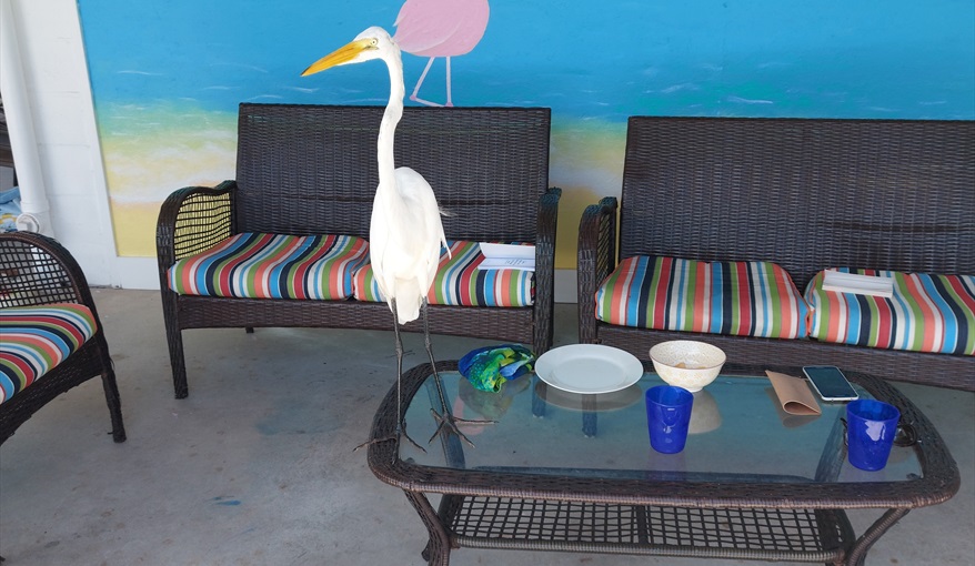 Mural sometimes seems to confuse local wildlife - we nicknamed him Charlie.. Island Villa with 33 Foot Infinity Pool, Dock, Dolphin Visits in Fort Myers Beach, Fort Myers, Gulf Coast