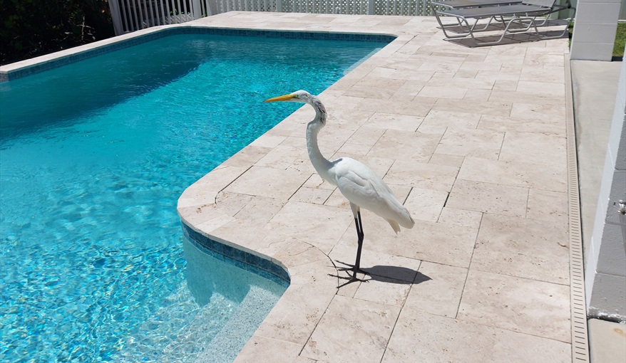 Charlie stayed the Summer of 2022.. Island Villa with 33 Foot Infinity Pool, Dock, Dolphin Visits in Fort Myers Beach, Fort Myers, Gulf Coast