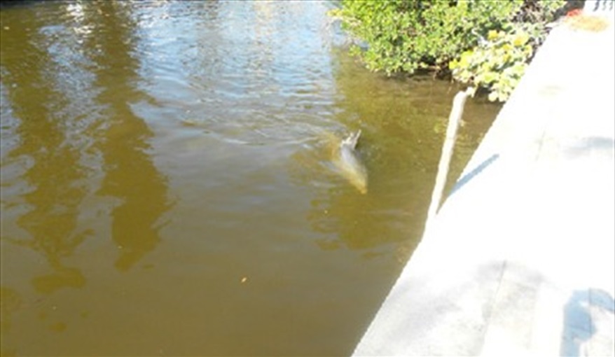 Dolphins are regular visitors to the canal in front of the pool often several times a week.. Island Villa with 33 Foot Infinity Pool, Dock, Dolphin Visits in Fort Myers Beach, Fort Myers, Gulf Coast