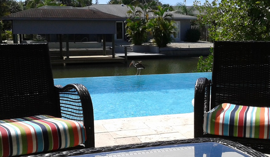 Watching the wildlife from the pool sitting area.. Island Villa with 33 Foot Infinity Pool, Dock, Dolphin Visits in Fort Myers Beach, Fort Myers, Gulf Coast