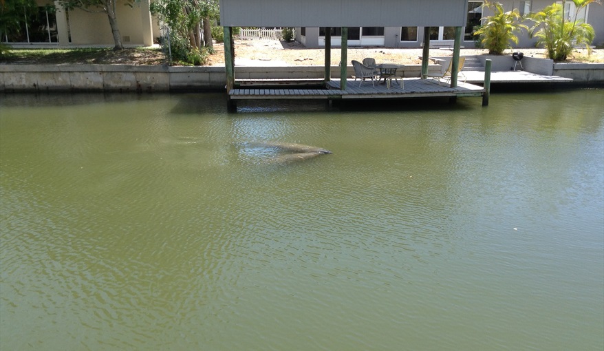 Two manatees cheek to cheek directly in front of the deck. These 2 stayed 45mins.. Island Villa with 33 Foot Infinity Pool, Dock, Dolphin Visits in Fort Myers Beach, Fort Myers, Gulf Coast